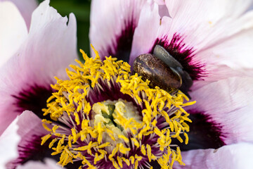 pink peony among green leaves. natural light.