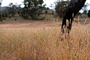 long native grasses on a regenerative agricultural farm. pasture in a grassland in the bush in...
