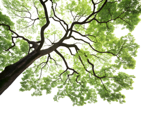 upper tree canopy with green leaves