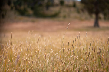 long native grasses on a regenerative agricultural farm. pasture in a grassland in the bush in...