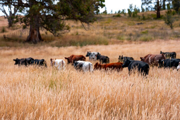 Herd of fat Cows in long grass in a field with pasture in summer