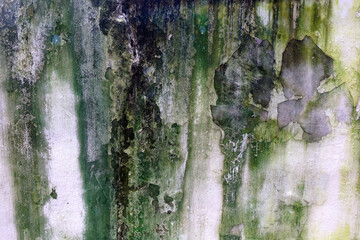 Weathered white concrete wall with algae, mold and lichen background and texture.