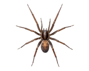 brown spider isolated on white background