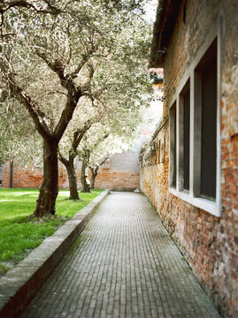 Olive trees growing in closed garden in Venice