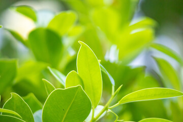 Natural plant green leaf in garden with bokeh background