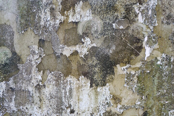Weathered white concrete wall with algae, mold and lichen background and texture.