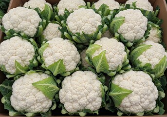 Fresh Cauliflower Harvest High-Quality Vegetable Produce