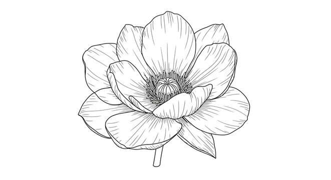 Vector Isolated Alcatraz Flower Blossom – Black and White Contour Line Drawing of Calla Lily