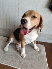 beagle dog sitting on the floor