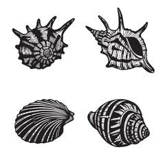 Black and white engraved shellfish ornament set illustration for design projects