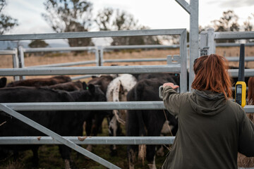 regenerative organic farmer, taking soil samples and looking at plant growth in a farm. practicing...
