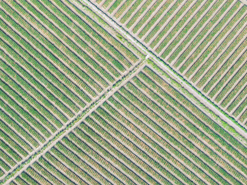 Aerial View of Chinese chives Patterned Agricultural Fields