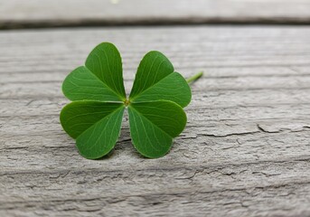 Four Leaf Clover on Rustic Wooden Background
