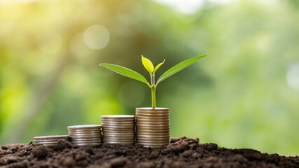 Sustainable business green environmental. Young plant growing from stack of coins, soil, sunlight, green background . Environment, earth day, corporate, development, eco friendly, save energy