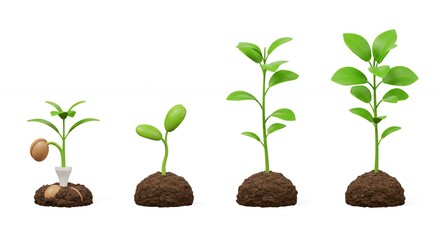 Plant growth stages illustration