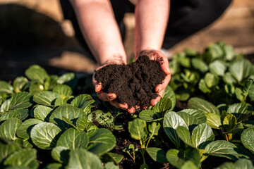 women in agriculture looking at a soil sample. girl on a farm looking at plant roots, female farmer...