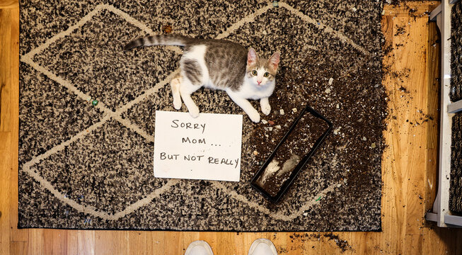 Naughty Cat
