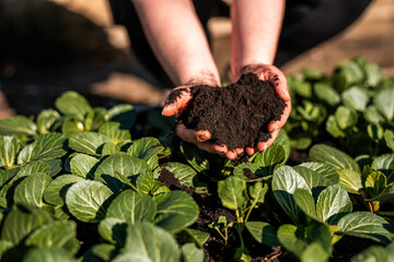 women in agriculture looking at a soil sample. girl on a farm looking at plant roots, female farmer...