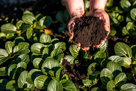 women in agriculture looking at a soil sample. girl on a farm looking at plant roots, female farmer looking at ecosystem health