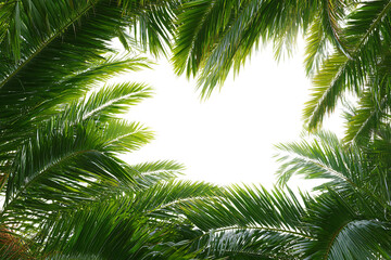 Fototapeta premium Tropical palm leaves frame a dark, mysterious space.