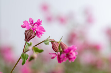 Fototapeta premium Close up of Pink Flowers of Silene 'Sibella Carmine'