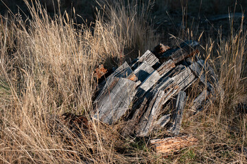 female famer Loading Firewood on a ute Preparing for Winter with Sustainable Home Heating. Hardworking Hands Gathering Wood for a Warm stacking wood pile