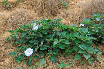 Sacred Datura (Datura wrightii) flowers, also known as Western Jimsonweed or Angel Trumpet...