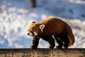 Red panda walking on a beam in sunlight.