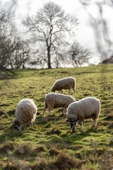 Fototapeta premium Sheep Grazing on a Hillside