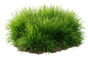 Lush green ornamental grass clump with soil and roots isolated on transparent background
