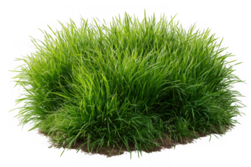 Lush green ornamental grass clump with soil and roots isolated on transparent background