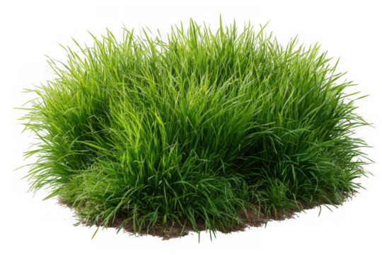 Lush green ornamental grass clump with soil and roots isolated on transparent background