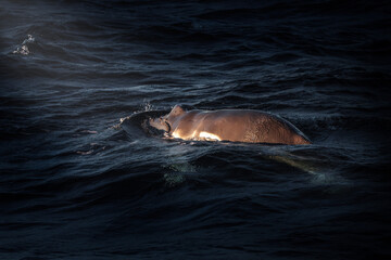 Humpback whale calf following its mum in the Pacific Ocean near Gold Coast, Queensland.