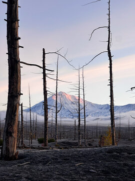 Snowy volcano framed by burnt tree landscape