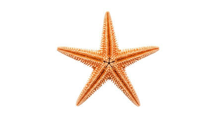 Orange Starfish on Black Background: A Stunning Close-Up of a Sea Star