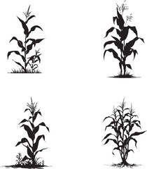 Silhouette of growing corn with leaves black on white background 