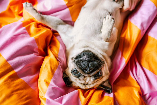 A pug resting on a brightly colored bed 