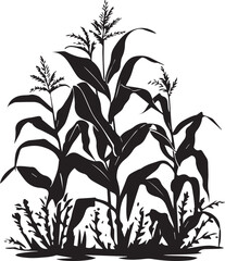 Silhouette of growing corn with leaves black on white background 