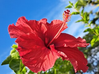Red Flower - Bright Red Hibiscus Flower in full bloom (Malvaceae family). Red Hibiscus Flower...