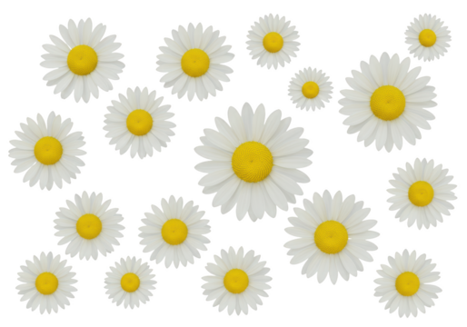 A pattern of many white and yellow daisy flowers isolated on transparent background