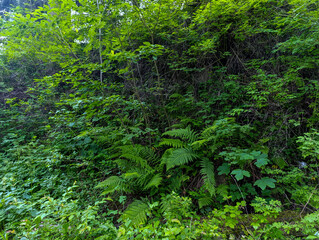 A lush green forest filled with lots of plants and trees