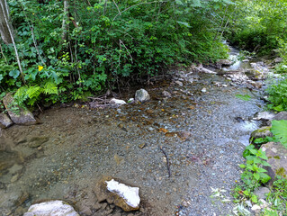 A stream running through a lush green forest filled with rocks