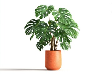 Obraz premium Lush monstera plant in terracotta pot