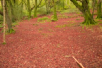 Fototapeta premium High angle view of forest