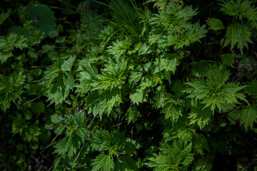 鮮やかな新緑の葉　長野県白馬村
