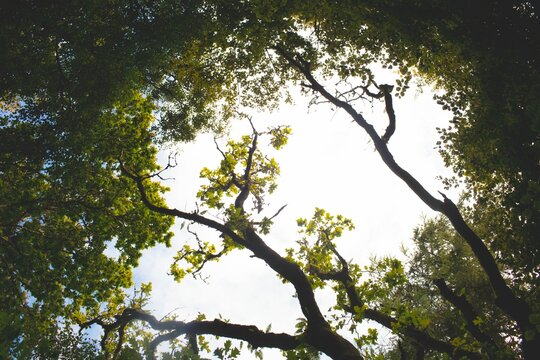 Fototapeta Looking upward into forest canopy, branches twisting and green leaves forming bright sky arch
