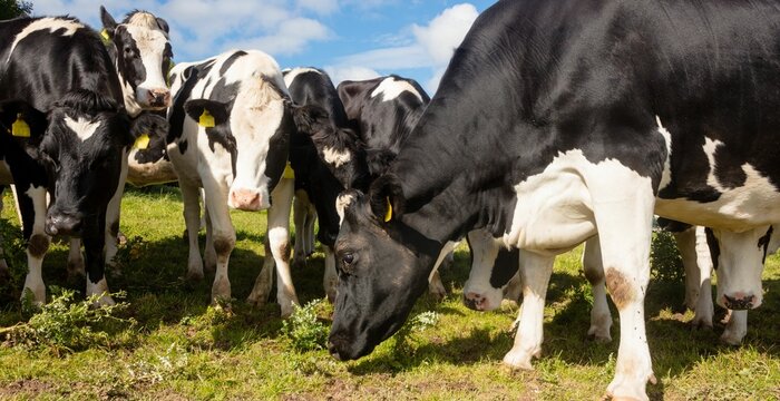 Cows grazing on field at farm