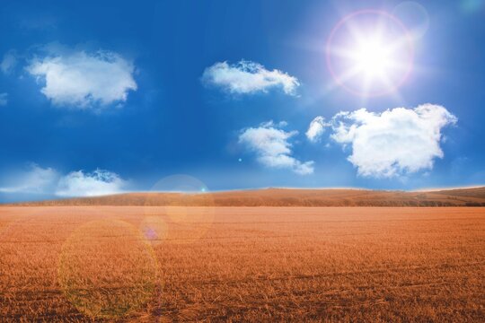 Fototapeta Golden stubble field stretching toward rolling hills under blue sky with white clouds, sun flare
