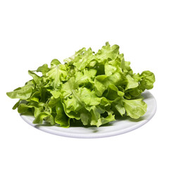 fresh green lettuce