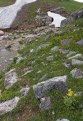 the sources of a mountain river high in the mountains on alpine meadows during the melting of snow,...